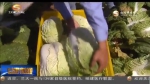 宁县：打造群众致富的“菜篮子” - 甘肃省广播电影电视