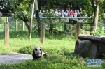 重庆动物园为大熊猫“新星”办35岁生日会 - 人民网