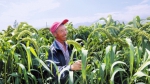 酒泉肃州区发展优质特色产业 促进农民增收 - 中国甘肃网