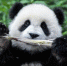 大熊猫有了“新家园” - 人民网