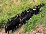 资料图。陇东黑山羊是中国历史悠久的地方山羊品种，该品种主要分布在陇东黄土高原区的庆阳环县等地。以其肉质细嫩，低脂肪高蛋白、膻腥味极轻，被誉为“黄土高原黑精灵”。　　李文 摄 - 甘肃新闻