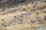 海拔3000米以上的半野生鹿基地 - 人民网