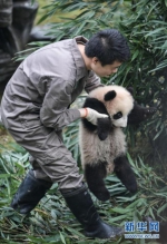 中国大熊猫保护研究中心2017年繁育大熊猫幼仔42只 - 人民网