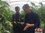 图为胡中山(右)在暖棚里指导农户种植茄子。　崔琳 摄 - 甘肃新闻