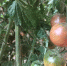 图为农民种植的黑番茄。　刘玉桃 摄 - 甘肃新闻