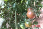 图为农民种植的黑番茄。　刘玉桃 摄 - 甘肃新闻
