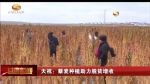 天祝：藜麦种植助力脱贫增收 - 甘肃省广播电影电视