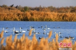 甘肃黑河湿地迎来大群候鸟 - 中国甘肃网