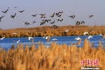 甘肃黑河湿地迎来大群候鸟 - 中国甘肃网