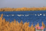 甘肃黑河湿地迎来大群候鸟 - 中国甘肃网