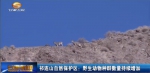 祁连山自然保护区：野生动物种群数量持续增加 - 甘肃省广播电影电视