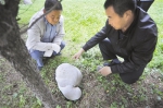 兰州一校园绿地惊现白色“大海龟” 专家鉴定是“马勃”（图） - 中国甘肃网