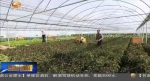 酒泉：推广高效节水灌溉 拧紧农业“水龙头” - 甘肃省广播电影电视
