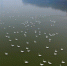 黄河上的“天鹅湖” - 人民网