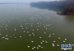 黄河上的“天鹅湖” - 人民网