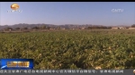 瞄准蔬菜产业 带动农民增收 - 甘肃省广播电影电视