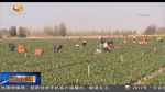 瞄准蔬菜产业 带动农民增收 - 甘肃省广播电影电视