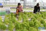 甘肃临夏：科技园区引领 促进农业产业升级 - 中国甘肃网