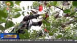 【新时代 新气象 新作为】静宁：从小苹果看乡村振兴之路 - 甘肃省广播电影电视