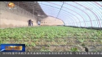 甘肃：打造戈壁农业“菜篮子”　鼓足农民增收“钱袋子” - 甘肃省广播电影电视