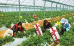 庆阳市宁县建成5万亩矮化密植苹果基地和500亩草莓基地 - 中国甘肃网