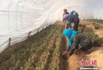 甘肃临洮县打造田园综合体，冬闲时节当地农民在家门口上班。图为农民正在大棚里育苗。　张婧 摄 - 甘肃新闻