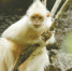 广西发现罕见白化黑叶猴 - 人民网