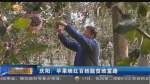 庆阳：苹果映红百姓脱贫致富路 - 甘肃省广播电影电视