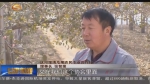 庆阳：苹果映红百姓脱贫致富路 - 甘肃省广播电影电视