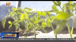甘肃：推进戈壁农业高效发展　培育绿洲经济“新钥匙” - 甘肃省广播电影电视