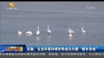 民勤：生态环境持续好转成白天鹅“越冬圣地” - 甘肃省广播电影电视