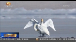 民勤：生态环境持续好转成白天鹅“越冬圣地” - 甘肃省广播电影电视