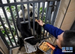 （社会）（1）大熊猫的冬日生活 - 人民网