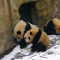 成都大熊猫享“氧吧” 在熊猫谷雪地里尽情撒欢 - 人民网