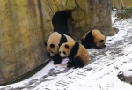 成都大熊猫享“氧吧” 在熊猫谷雪地里尽情撒欢 - 人民网