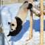 （社会）（1）辽宁沈阳：“功夫熊猫”雪中显身手 - 人民网