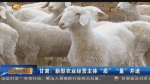 甘肃：新型农业经营主体“质”“量”并进 - 甘肃省广播电影电视