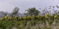 资料图：在甘肃兰州红古区，昔日尘土飞扬的采煤沉陷区“变身”城市公园，截至目前，绿化面积达1080亩。　令望海 摄 - 甘肃新闻