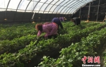 2018年1月，日光温室大棚内菜蔬满园，大棚工作人员给大棚清理杂草，让其长势更好。　张婧 摄 - 甘肃新闻