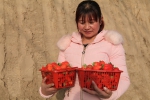 甘肃民乐：冬季草莓上市 体验采摘受热捧 - 中国甘肃网
