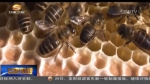 【走基层】探“蜜”文县养蜂人的“甜蜜”脱贫路 - 甘肃省广播电影电视