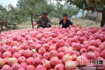 资料图:苹果丰收季，清水县果农们忙碌在果园里。钟欣摄。 - 甘肃新闻