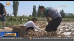 定西：“致富薯”引领脱贫路 - 甘肃省广播电影电视