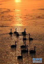 （环境）（1）大美黄河“天鹅湖” - 人民网