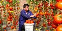 张掖临泽：温室蔬菜走俏市场 - 中国甘肃网