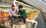 “鱼菜共生”生态种养 - 中国甘肃网