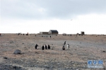 （第34次南极科考）（1）中国科考队参与修护南极历史遗迹建筑 - 人民网