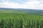 绿化国土再造秀美山川 - 林业厅