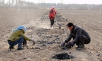 甘肃高台：废旧地膜清理改善乡村环境 - 中国甘肃网