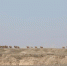 2018年2月24日，甘肃敦煌西湖国家级自然保护区工作人员在例行巡查时，在保护区疏勒河段与一个31峰的野骆驼大种群不期而遇，工作人员当即拍摄了难得的珍贵照片资料。　周春辉　摄 - 甘肃新闻
